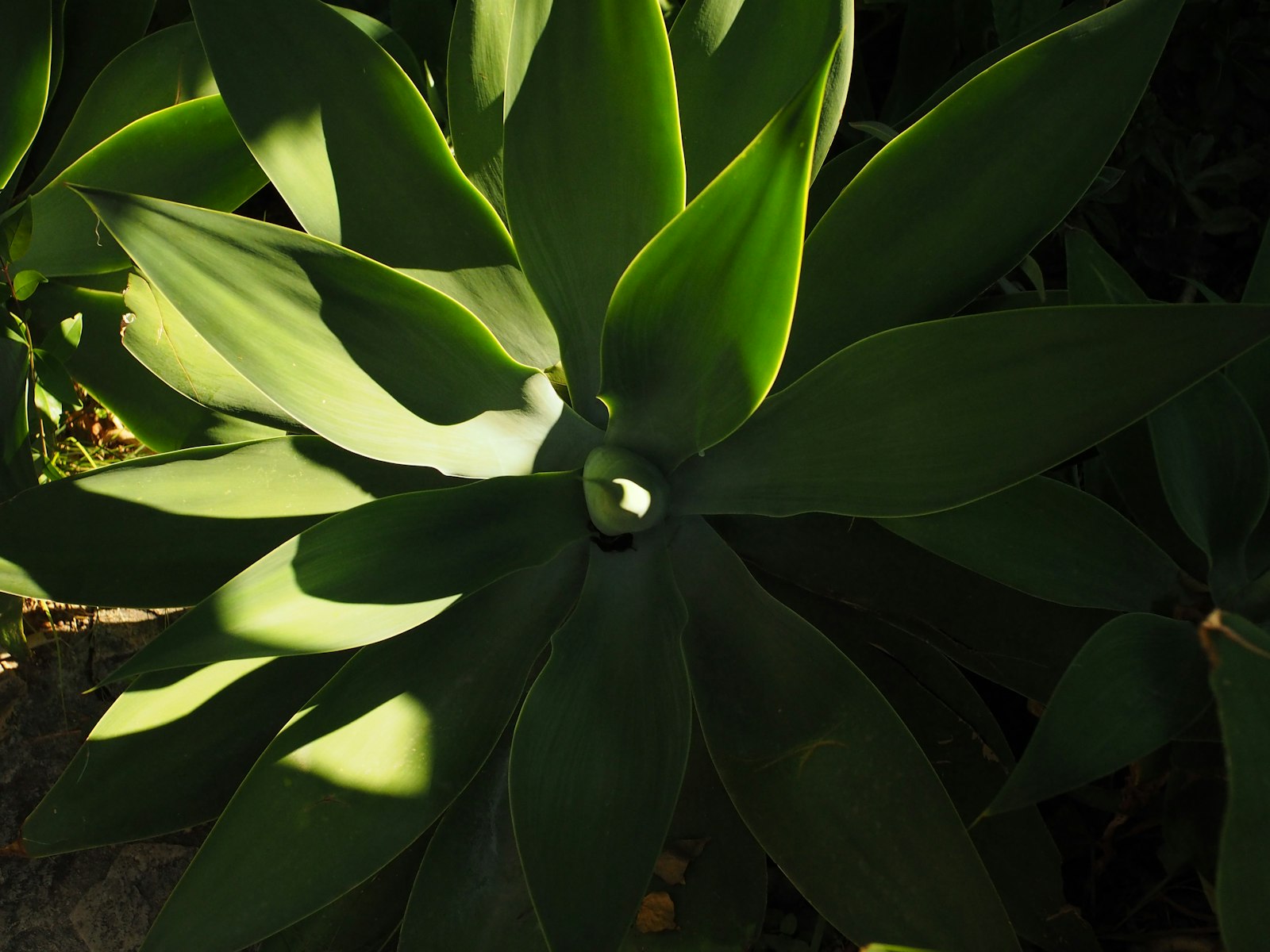 Agave leaves in afternoon Phoenix sunlight — a desert plant we install and shape.