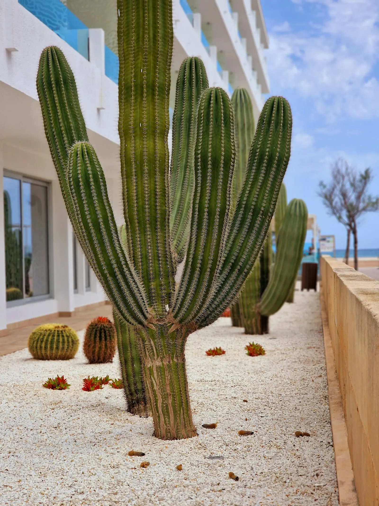 Decorative gravel walkway lined with barrel cactus and agave in a Phoenix yard.