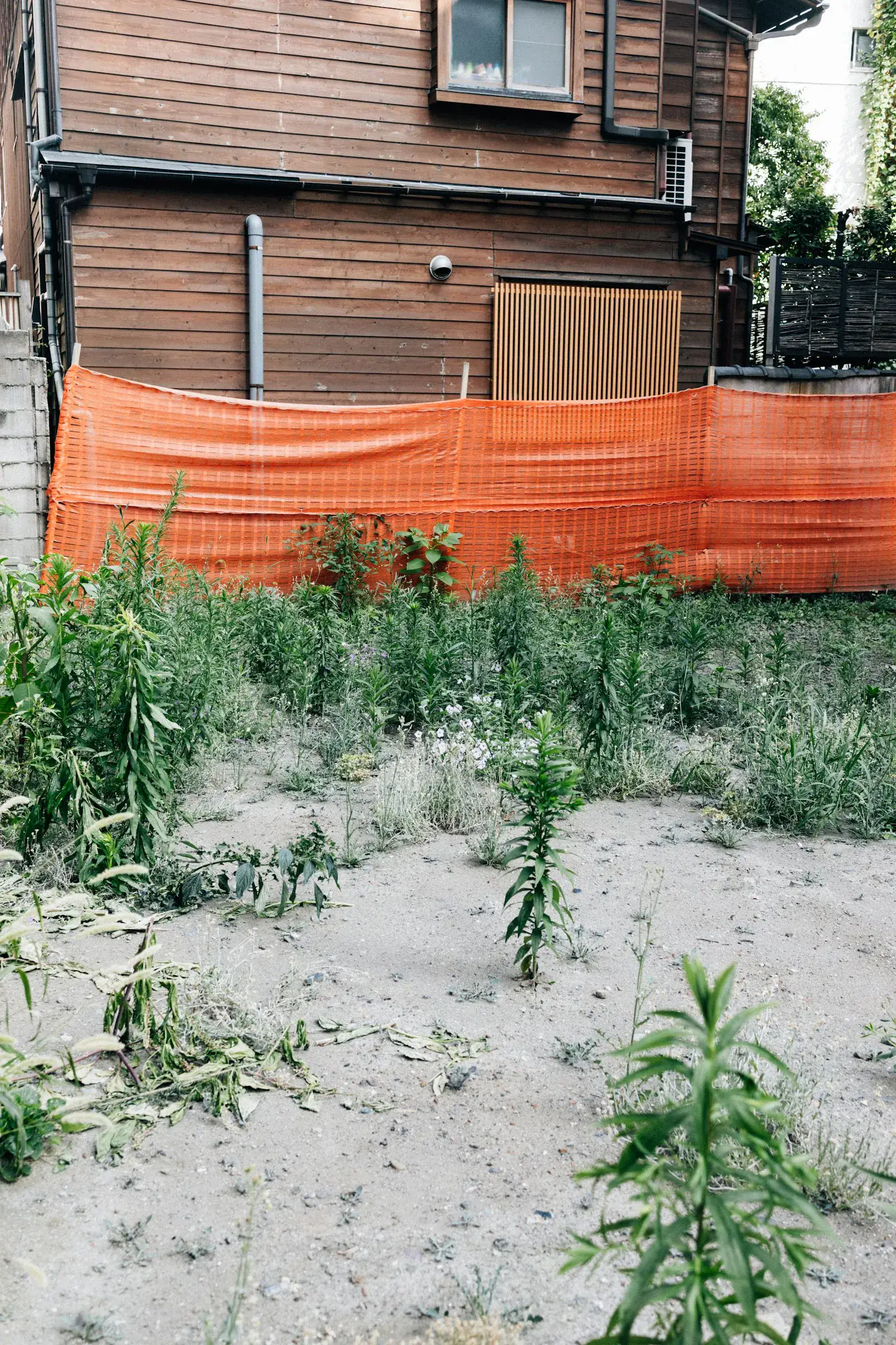 Weed-choked side yard before a cleanup, showing the kind of overgrowth we clear.