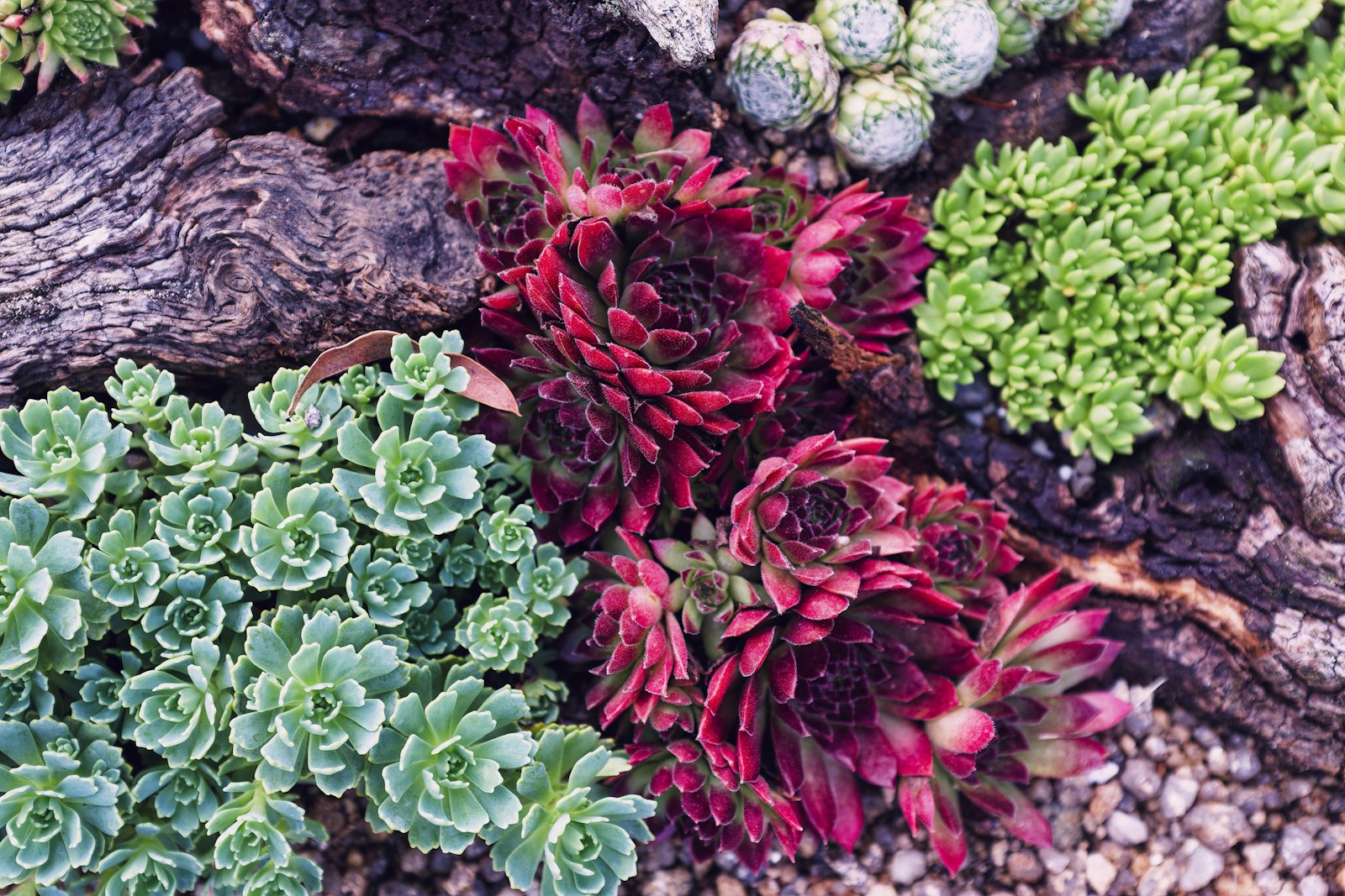 Mixed succulent bed with bark mulch and stones in a Phoenix front yard.